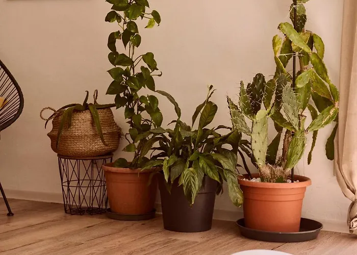 Apartment Wanna Rise